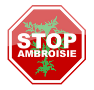 Lutte contre l’Ambroisie