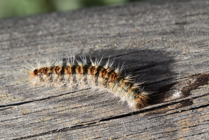 Chenilles processionnaires